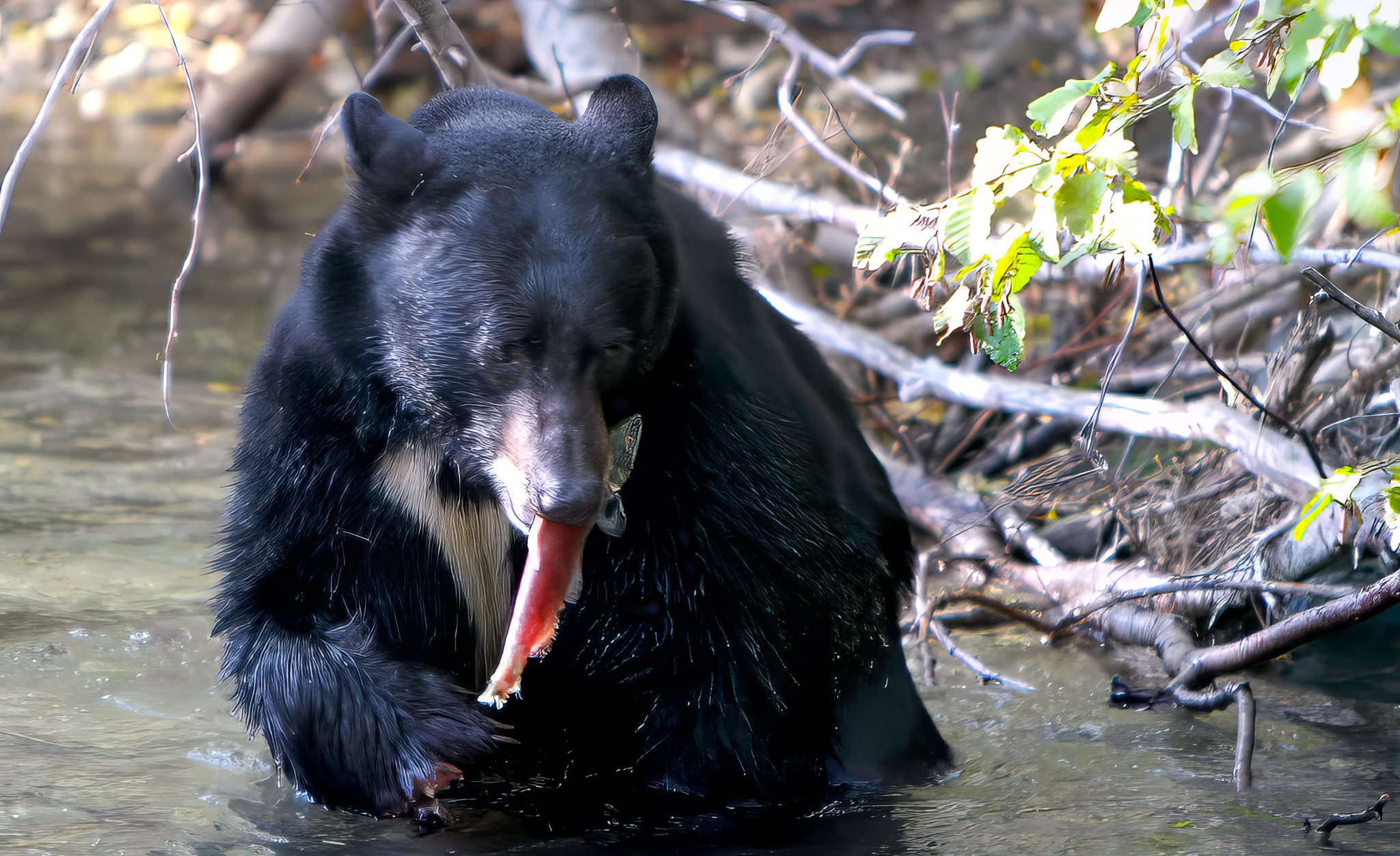black bear that caught a salmon in creek